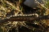 Psilogaster loti