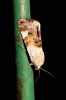 Acontia lucida