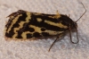 Acontia trabealis