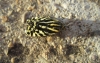 Acontia trabealis