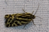 Acontia trabealis