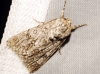 Acronicta aceris