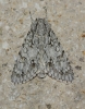 Acronicta aceris