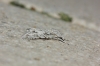 Acronicta aceris