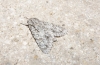 Acronicta aceris