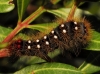 Acronicta auricoma ?