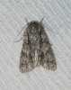 Acronicta auricoma