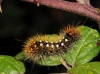 Acronicta auricoma