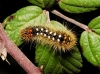 Acronicta auricoma