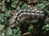 Acronicta euphorbiae