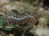 Acronicta euphorbiae