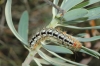 Acronicta euphorbiae