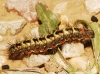 Acronicta euphorbiae