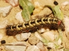 Acronicta euphorbiae