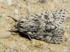 Acronicta euphorbiae