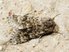 Acronicta euphorbiae