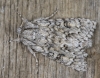 Acronicta euphorbiae