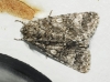 Acronicta megacephala