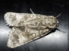 Acronicta megacephala
