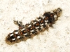 Acronicta rumicis