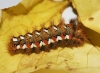 Acronicta rumicis