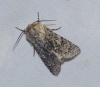 Acronicta sp.