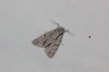 Acronicta sp.