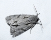 Acronicta sp.