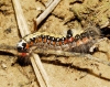 Acronicta tridens