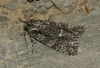 Acronicta auricoma