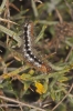 Acronicta euphorbiae