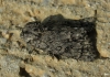 Acronicta euphorbiae