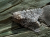 Acronicta euphorbiae