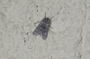 Acronicta euphorbiae