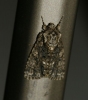 Acronicta rumicis