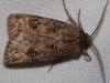 Agrotis bigramma