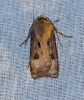 Agrotis exclamationis