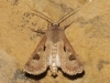 Agrotis exclamationis