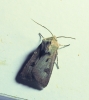 Agrotis exclamationis