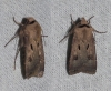 Agrotis exclamationis