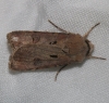 Agrotis exclamationis