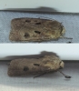 Agrotis exclamationis