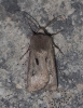 Agrotis exclamationis