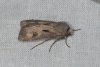 Agrotis exclamationis