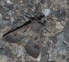 Agrotis exclamationis