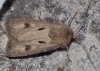 Agrotis exclamationis