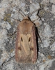 Agrotis exclamationis