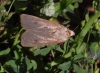 Agrotis exclamationis