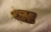 Agrotis exclamationis