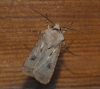 Agrotis exclamationis